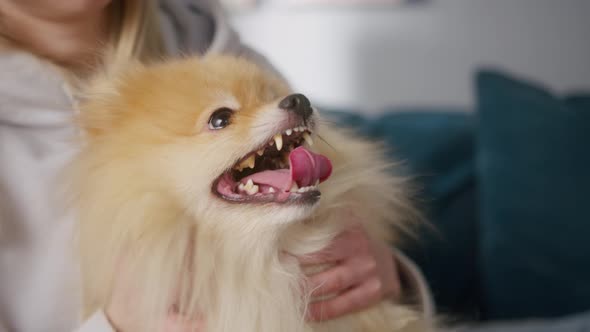 Pomeranian Dog is Sitting on the Girl's Knees