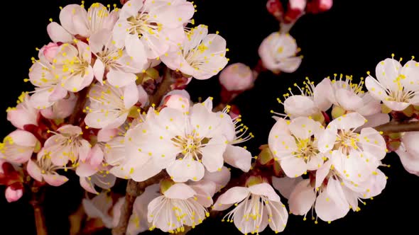 White Flowers Blossoms on the Branches of Apricot Tree