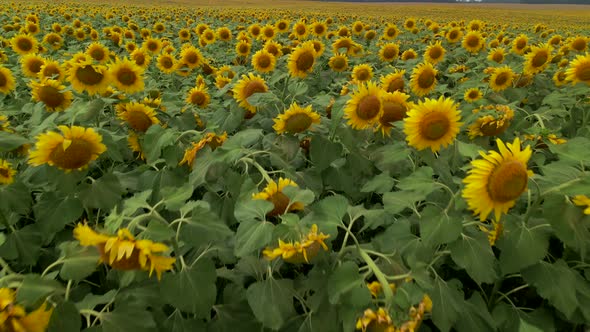 Beautiful Aerial View Above to the Sunflowers Field