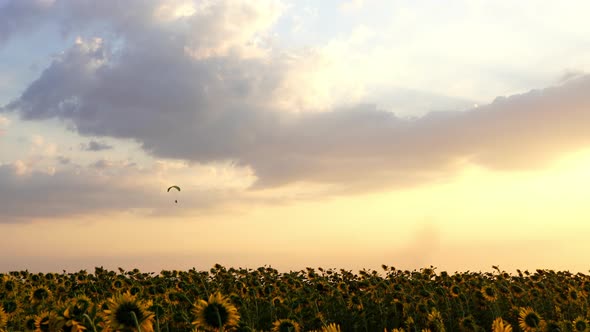 Paraglider flying against a sky over sunflower field at sunset