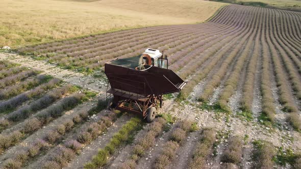 Aerial Drone View of a Tractor Harvesting Flowers in a Lavender Field