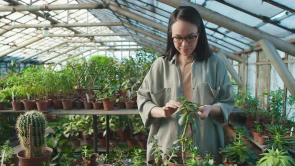Asian Woman Caring for Plant in Commercial Greenhouse