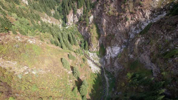 Coniferous Green Trees in the Gorge with the River