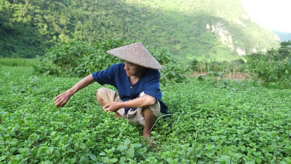 Farmer Harvest Peppermint