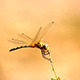 Orange Dragonflies - VideoHive Item for Sale
