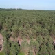 Aerial Video From a Drone Over the Forest - VideoHive Item for Sale
