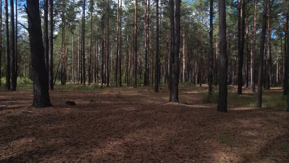 Through The Autumn Pine Forest