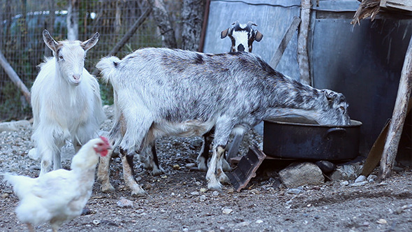 Goats and Fowls in the Yard