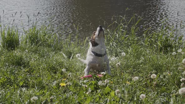 Dog Shakes Off After Swim