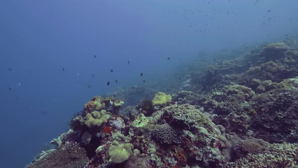 Underwater Landscape Fish Swimming Over Coral Reef on Sea Bottom. Sea Fish Swimming Underwater Ocean