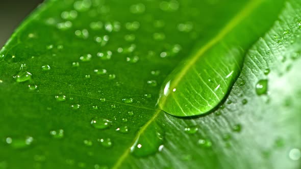 Super Slow Motion Shot of Water Drop Flows Down on a Leaf at 1000Fps.