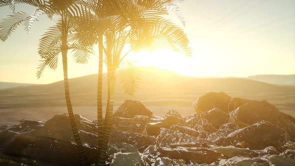 Palms in Desert at Sunset