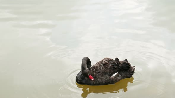 Swan Swimming in River