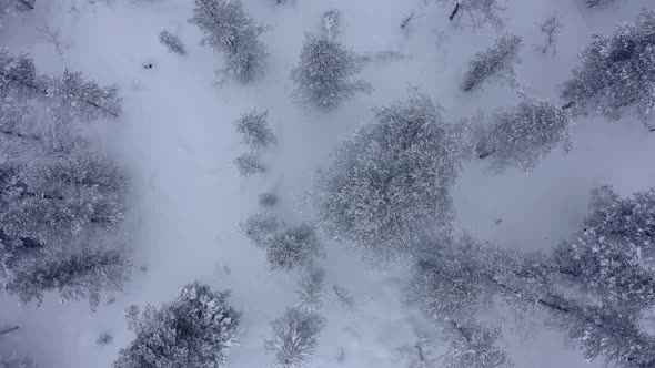 Aerial Shoot of Snow Covered Evergreen Trees After a Winter Blizzard