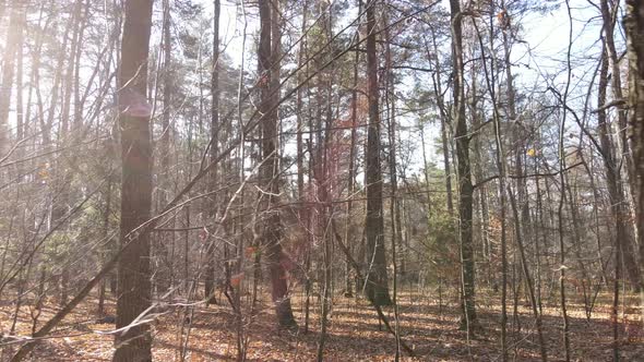 Forest with Trees in an Autumn Day