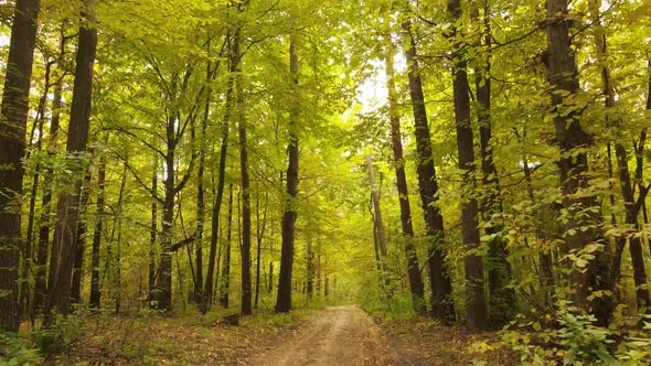 Trees in the Forest on an Autumn Day