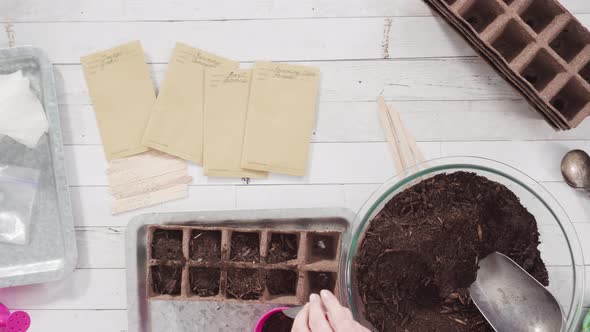 Flat lay. Little girl helping to plant herb seeds into small containers for a homeschool project.