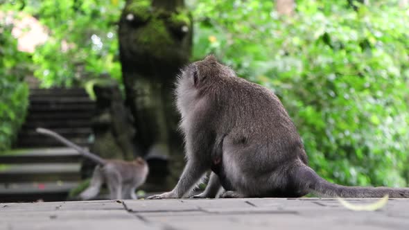 Back View clip of sharp focus on adult Macaque monkey carrying its baby with blurry background in Mo