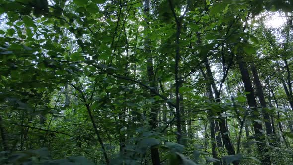 Green Forest with Trees By Day