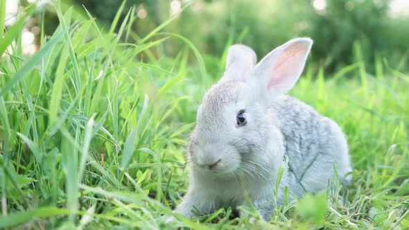 Cute Adorable Fluffy Gray Rabbit Grazing on Lawn of Green Young Grass Backyard