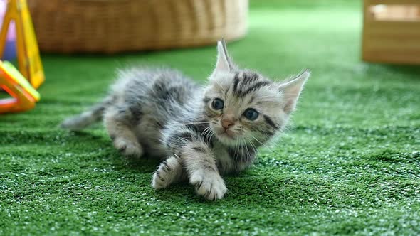 Cute American Short Hair Kitten Lying On Green Grass