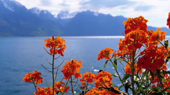 Flowers Against Alpine Mountains and Lake Geneva on Embankment in Montreux