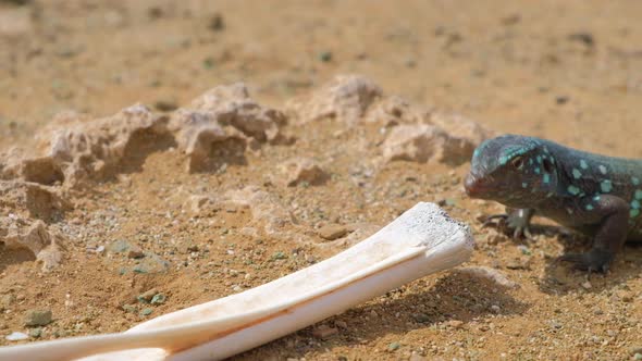 Whiptail lizard or blau blau crawling over bone from dead carcass in arid desert landscape, close up