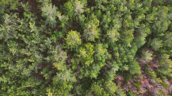 Forest texture aerial view 4 K