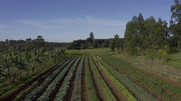 Sliding aerial view of rows of vegetable plants on an organic farm