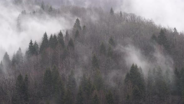 Foggy Forest