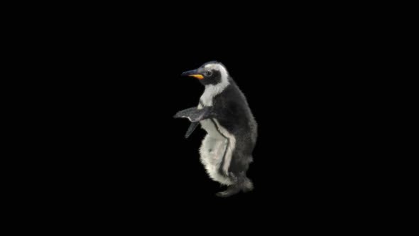 Penguin Dancing HD