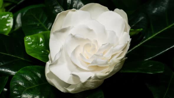 White Flower Opening Time Lapse. Gardenia Jasminoides or Cape Jasmine Flower Blooming on Black