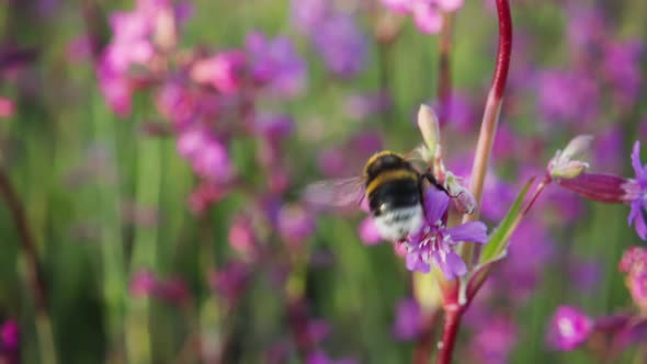 Bumblebee collects nectar from a flower and takes off, slow motion 250p