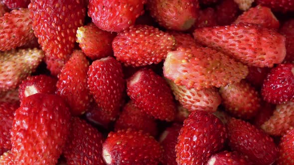 Rotation Macro Wild Strawberry