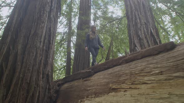 Low Angle Backwards Pan of a Girl Walking on Fallen Sequoia Redwood Tree Trunk