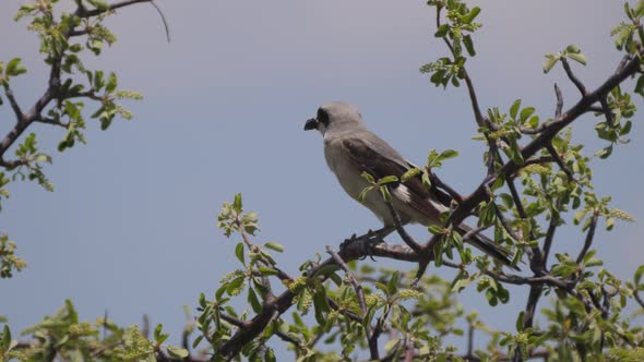 Loggerhead shrike eating an insect