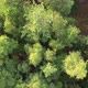Aerial Bird View Flying Up Over Beautiful Temperate Coniferous Forest Moving Over Top of Trees - VideoHive Item for Sale