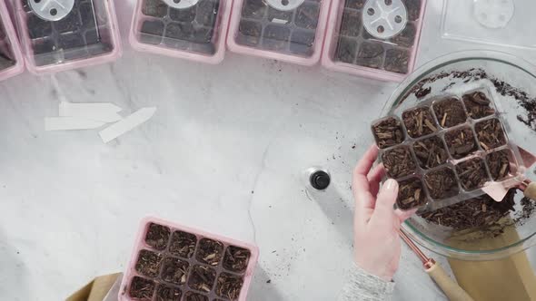 Flat lay. Planting seeds in seed propagator with soil.