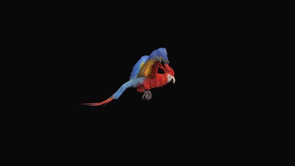 Parrot Fly