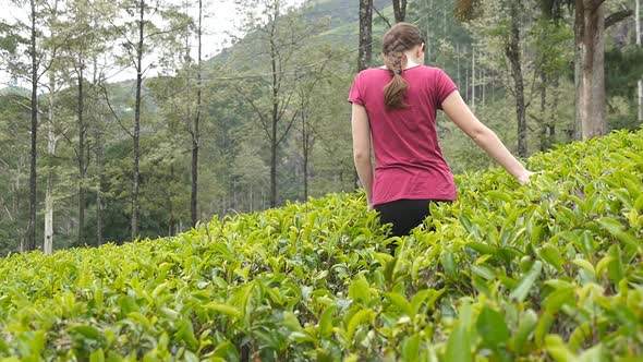 Young Girl Goes Through Field of Tea and Gentle Strokes Top of Foliage on the Lush Bushes. Female