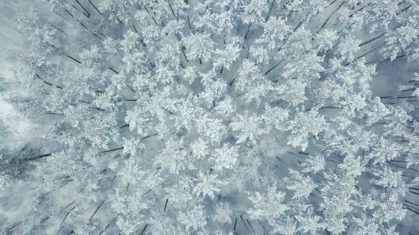 Forest of Frozen Pine Trees Covered By Snow in Winter