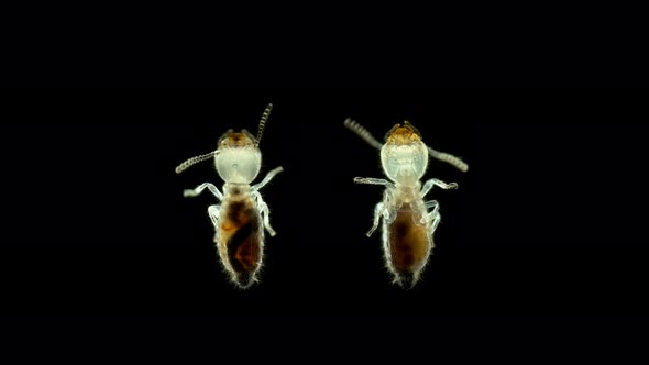 Termite (Isoptera) Reticulitermes Speratus Under a Microscope, Family Rhinotermitidae