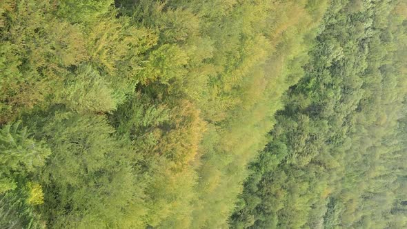 Vertical Video Aerial View of Trees in the Forest