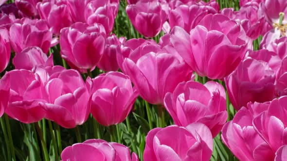 Blooming Tulips in Flower Garden