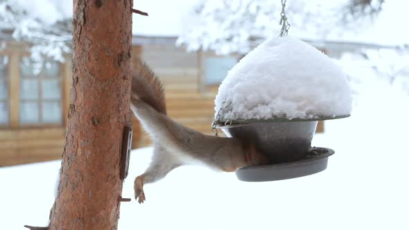 Squirrel and Bird Feeder