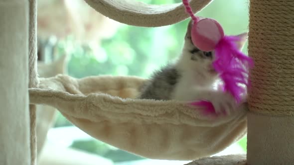 Cute Persian Cat Playing Toy On Cat Tower