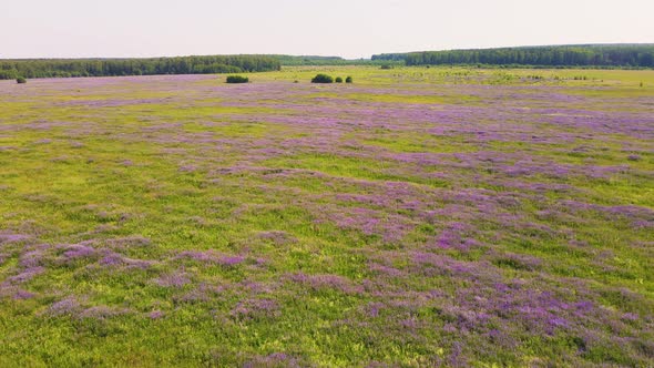 Purple Lupine Flowers on a Borderless Meadow Aerial View