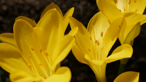 Sternbergia lutea flower details 4K 2160p 30fps UltraHD footage - Close-up of  yellow crocus   stigm