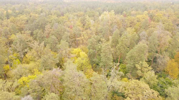 Autumn Forest with Trees By Day