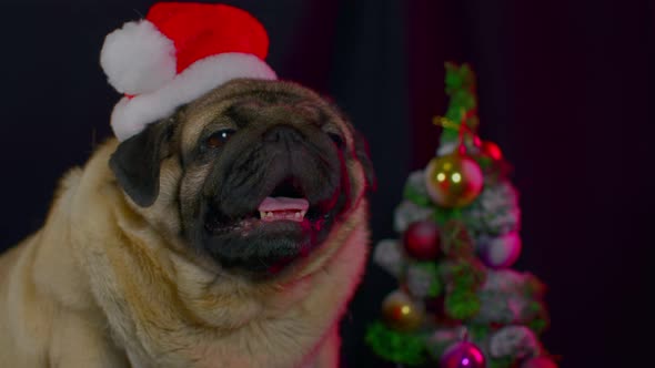 Pug Dog in a Hat Like Santa Claus